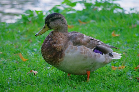 WWT Martin Mere