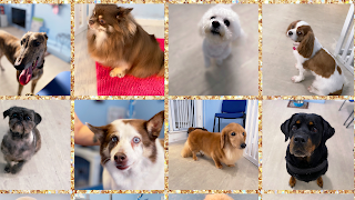 WellGroomed Groomers & Pet Boutique