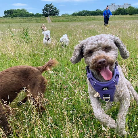 Rachel's Dog Club