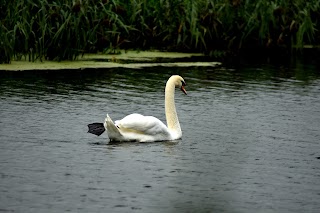 Barnes Meadow