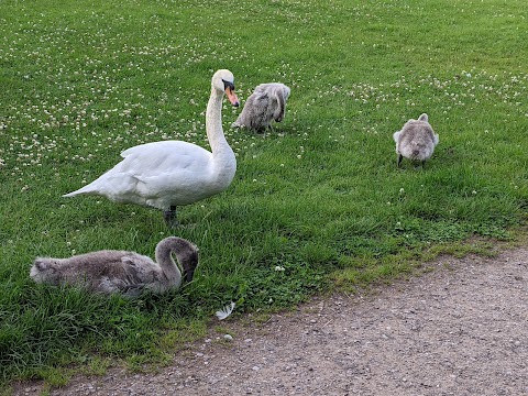 Astbury Mere Country Park