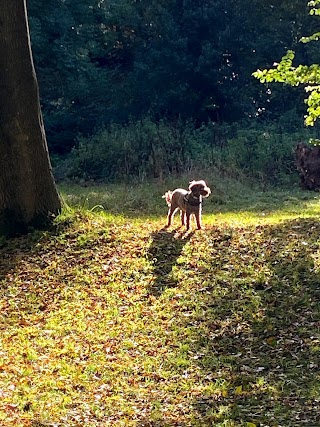 The Walking Dogs Halesowen