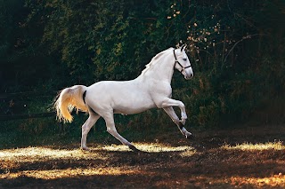 Cliffe Equine Vets