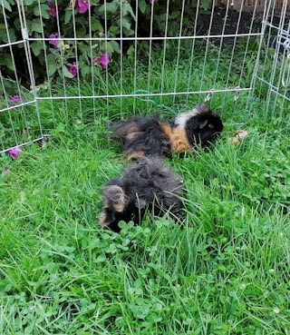 Maple Pigs Guinea Pig Boarding in Didcot