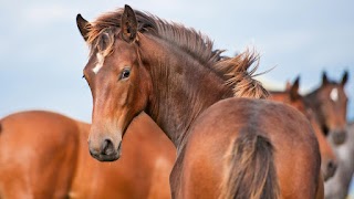 Scott Dunn's Equine Clinic