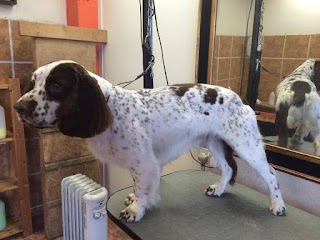 Blooming Barkers Dog Grooming | Market Drayton