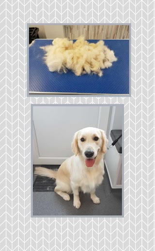 Booley's Professional Dog Grooming Salon