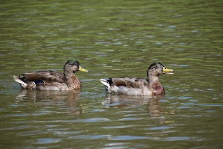 Bishop's Waltham Pond