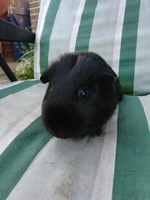 Gate House Guinea Pig Hotel and Grooming