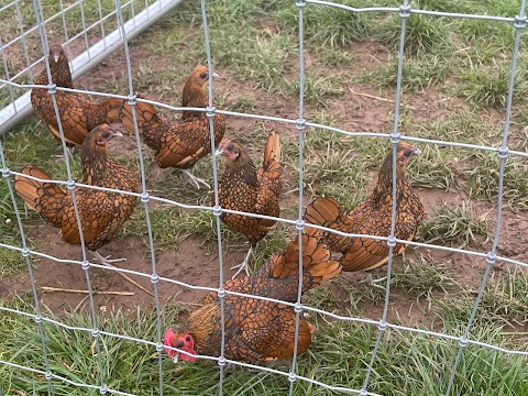 Little Owl Farm Park, Worcestershire