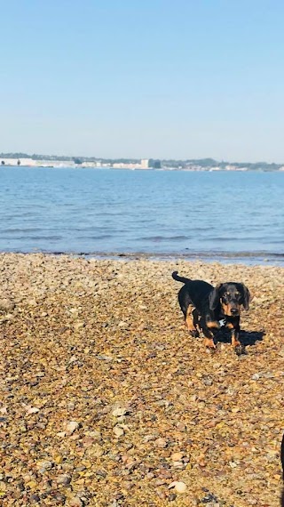 Curious Canine Capers