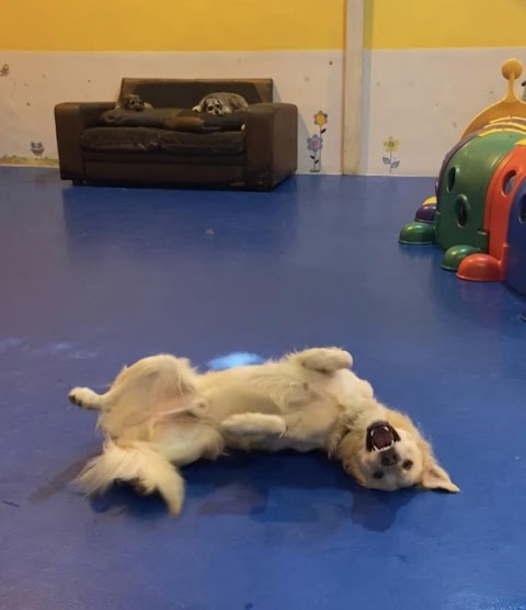 DogsZone - Dog Daycare Centre (Warrington)