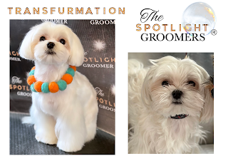 The Spotlight Groomers - Expert Dog Groomers