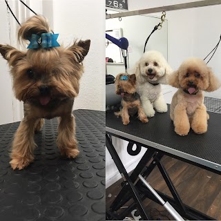 Snobby Dogs Grooming Parlour Ltd