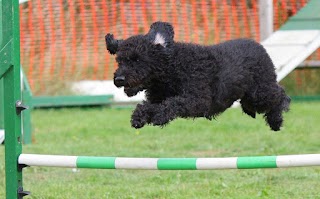 Staffs Agility School