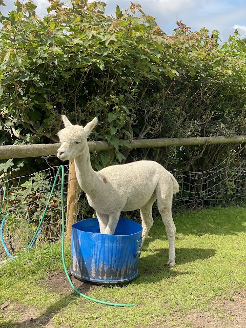 Hassall Alpacas Cheshire