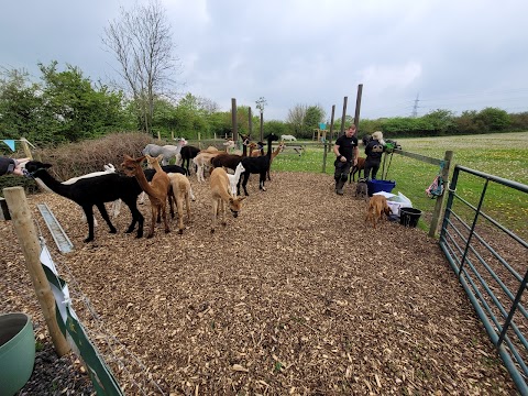 Tickhill Alpacas