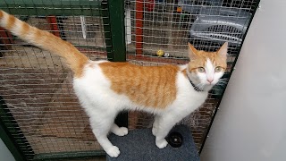 Hazelhurst Cattery