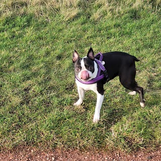 Happy Dog Sitting