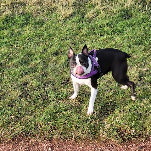 Happy Dog Sitting