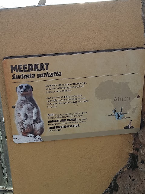 Meerkats