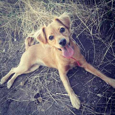 Wagtails Dog Walking