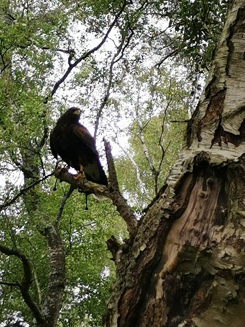 Forest Falconry