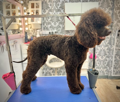 Canine Creations Spa & Grooming School Dublin