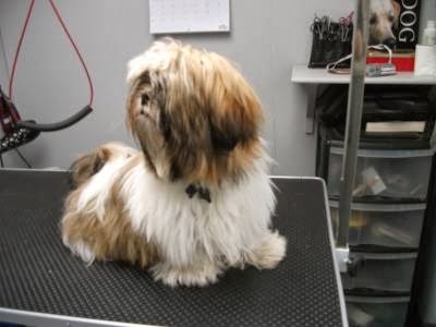 Posh Pooches Dog Grooming