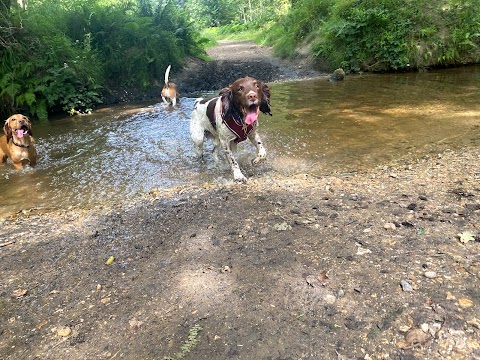 The Dog Walker - New Forest