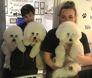 Dolly Dog & Puppy Grooming Salon Cobham Surrey KT11