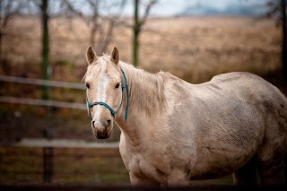 Wrexham Equine Care