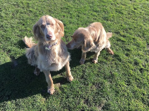 Burnedge Boarding Kennels & Cattery