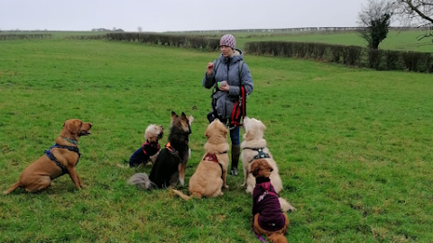 Play And Walkies - Dog Walking in Yate