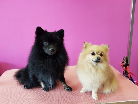 Spitz 'n' Pawlush Cat & Dog Grooming Spa