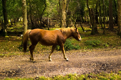 The New Forest, Ashurst