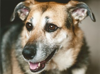 Abbey Veterinary Group, Greenock