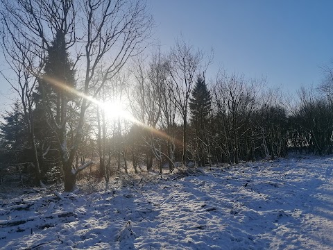 Langlands Moss Local Nature Reserve