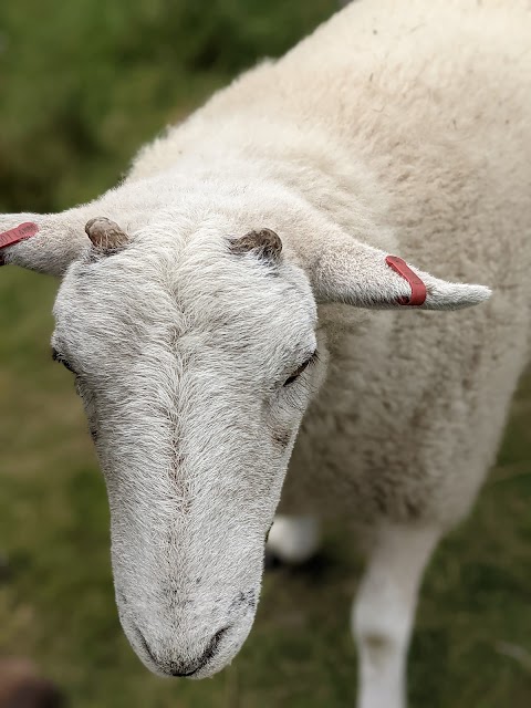 Calderbrook Alpacas