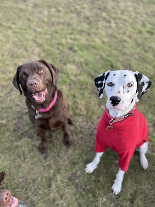 Doggie Towers