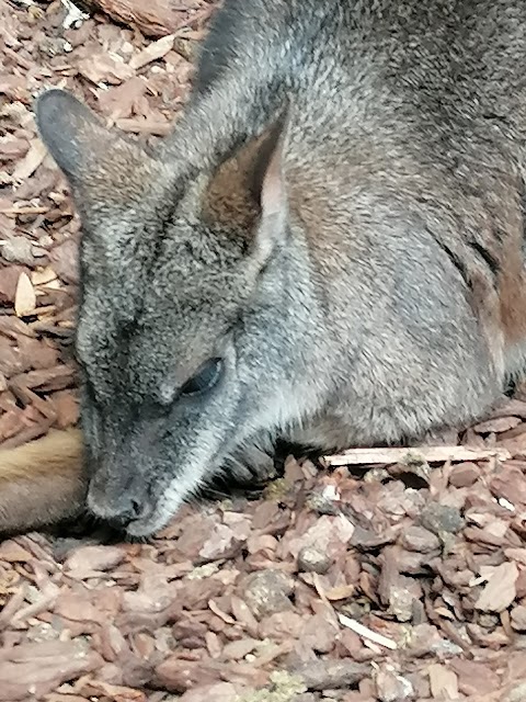 Calderglen Zoo