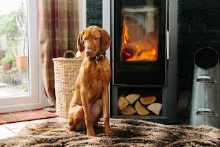 Ardanaiseig Vizsla Home Boarding