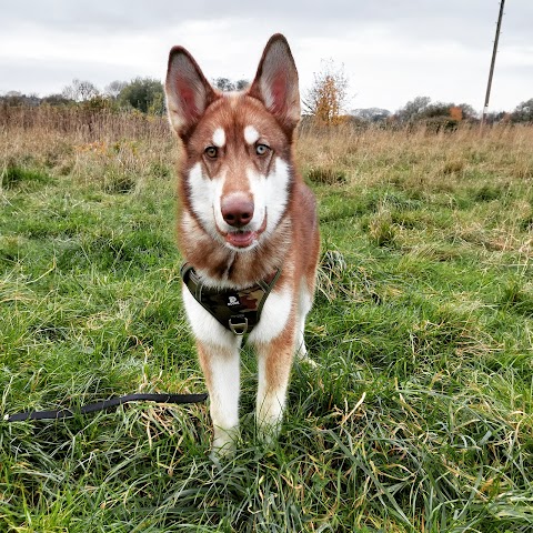 Mersey Mutts Dog Walking Service