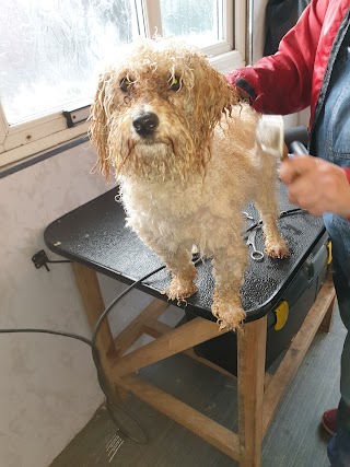 Oscars Dog Grooming