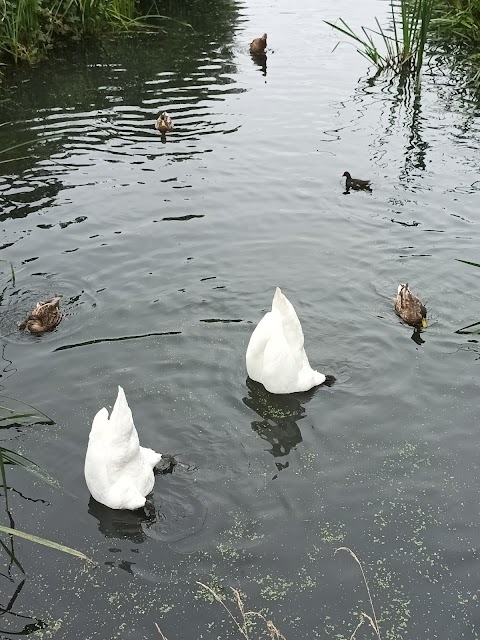 Hendre Lake Park