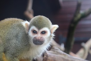 Monkey Haven - Primate Rescue Centre