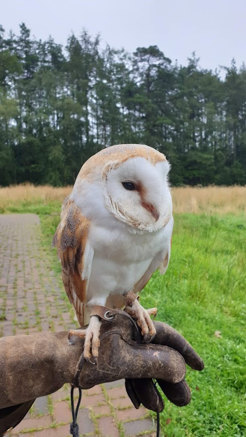 Strathblane Falconry