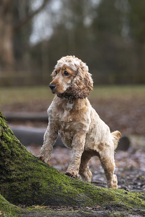 Burford Lane Vets - Lymm