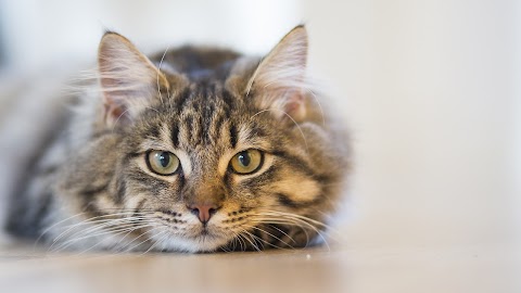 Abbey Veterinary Centre