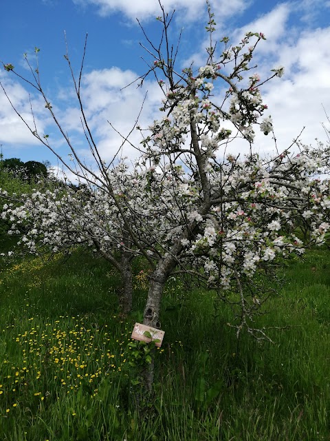 Torre Cider Farm